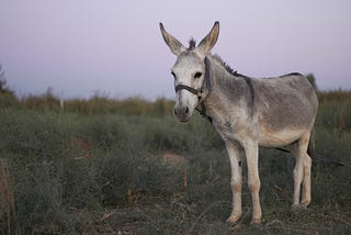 A Donkey Story