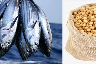 University Don Harps on Benefits of Soybeans and Fish Consumption