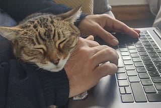 A sleepy brown and white cat rests her head on a man’s wrist while he types on a laptop keyboard