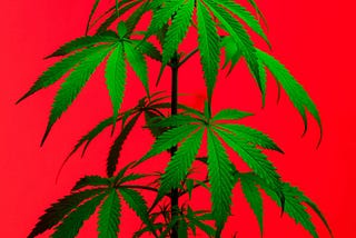 Why a Federal Marijuana Legalization Bill is Imperative