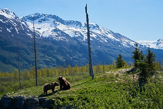 Bear Conservation Around the Globe