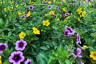 117/365 — Table of flowers