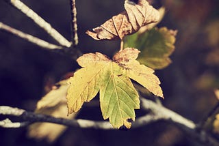 Yellowing leaf on a branch