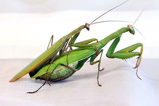 Mantis Religiosa