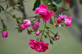 Summer’s Roses
