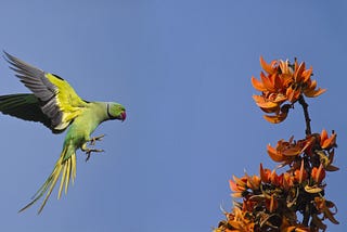 Opium-Addicted Parrots Raid Poppy Farms in India