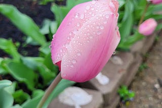 Everything You Want to Know About Tulips: Beauty, Bulbs, and Battling Hungry Critters