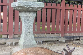 Sleepy deer in Itsukushima