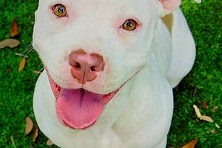 Pit Bull Awareness: Don’t believe the myths