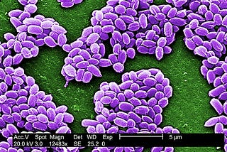 Anthrax Spores looked at through a powerful microscope
