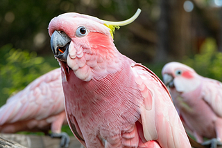 Most Beautiful Pink Birds In The World