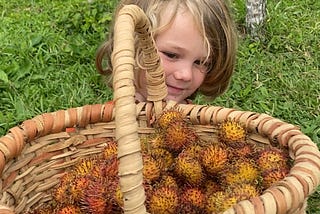 Tropical Life: Embracing the Abundance of Fruit in Costa Rica