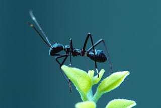 An ant perched on a leaf