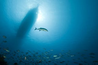 Noise Pollution in Our Oceans