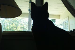 Black cat in silhouette, gazing out a window