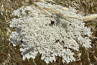 The wild carrot and its evolutionary “trick”