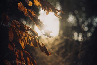 Awakening the Witch Wound: A Journey of Spiritual Resilience and Tree-Hugging Wisdom