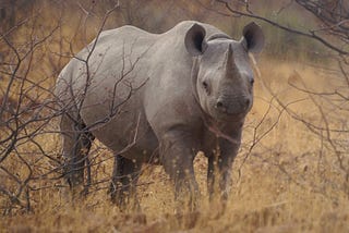 A black rhino in the bush standing in some pale grass