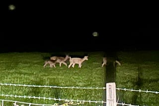 Five deer in a field in the dark lit up by my van’s lights at 3:47 am