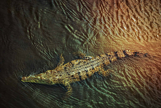 Can eating Crocodile meat cure asthma, according to TCM?