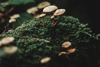 For Our Consideration: Social Mycelialism