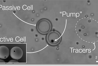 Scientists create artificial cells that mimic the functions of living cells