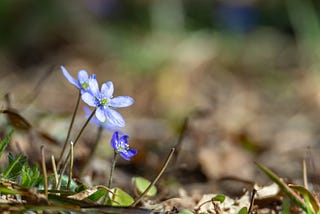 Nature’s Way: Values For A Viable Future