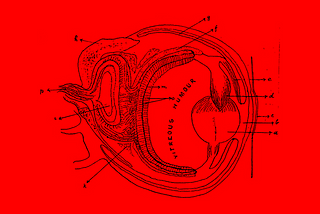 Anatomical image of the eye