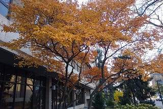 A small orange fall tree with sweeping branches against the sky. An office building behind it is reflecting some of the shapes in ground-level windows.