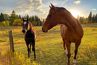 How Horses Taught Me to Embrace Rejection