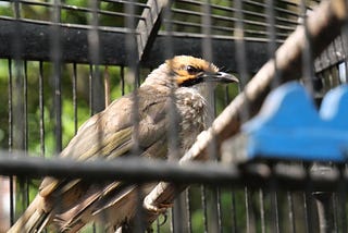 Uncaged Conservation: the realities of the illegal bird trade