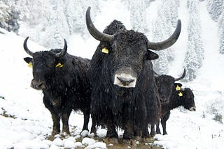 Shaving Yaks