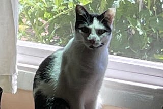 A black and white cat, with a somewhat menacing face, sitting by an open window.