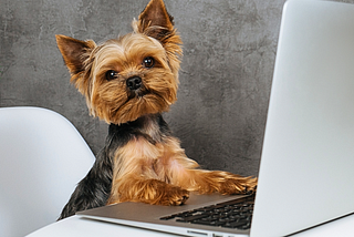 An adorable little Yorkshire Terrier sits at a white desk with her paws on the keys of a laptop, looking straight at the viewer with an industrious expression on her face.