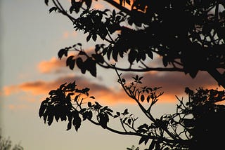 A mango tree moment