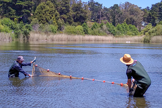 Two biologists pull a net through the lake