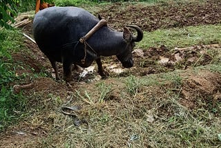 A picture of a black water buffalo plowing a small field. The farmer driving her is wearing an orange shirt, and his face is obscured by the leaves of a nearby tree.