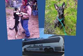 A woman wearing cold weather clothes patting her dog. A Dutch Shepherd puppy. A photo of the Bellair bus to Seattle.