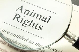 Animal Rights: Alternatives to Testing on Animals