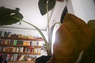 Mi pobre planta suicida (28–10–20)