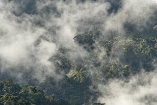 El punto ciego de la conservación: ¿Estamos ignorando los bosques más ricos de Sudamérica?