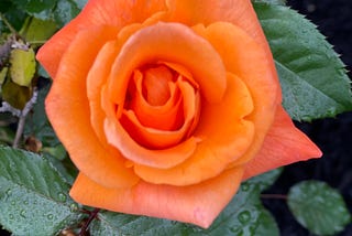 In the Spring a Young(?) Woman’s Fancy Turns to Thoughts Of Roses