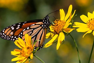Oklahoma celebrates, strategizes for Monarchs, pollinators