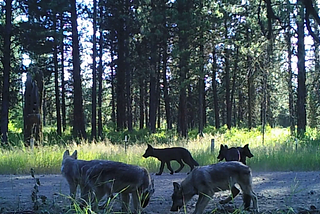 The way of the wolf