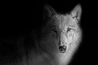 A wolf watching, waiting, and contemplating.