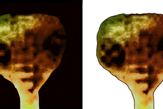 Real Alien Photographed