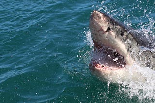 This is an image of a great white shark surfacing above the water and opening its mouth full of teeth.