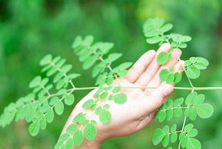 “Moringa” — One of the Prime Foods for Vegans and Vegetarians