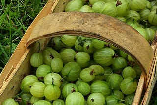 Amazing Benefits of eating Amla Everyday