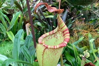 Phone photography, pitcher plant